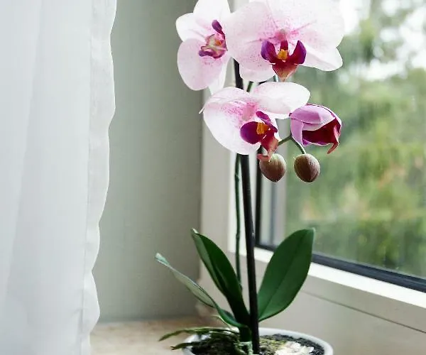 Bergoase Lejlighed Bad Lauterberg